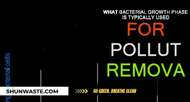 Bacterial Growth Phases: Optimal Timing for Pollutant Removal