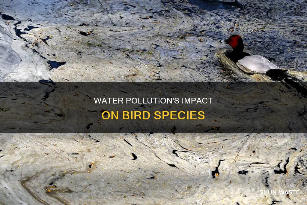 what bird species are affected by water pollution