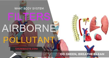 Breathing Easy: Our Body's Air Purification System