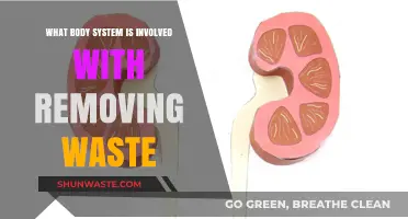 How the Excretory System Eliminates Waste from Your Body