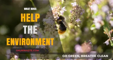 Eco-Friendly Insects: How Bugs Contribute to a Healthier Planet