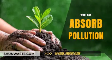 Natural Solutions: Plants, Soils, and the Power to Absorb Pollution