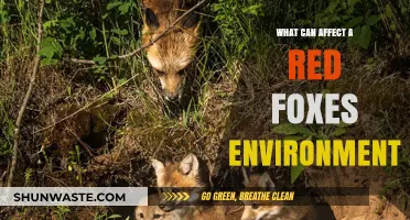 Factors Shaping Red Fox Habitats: Environmental Influences and Challenges