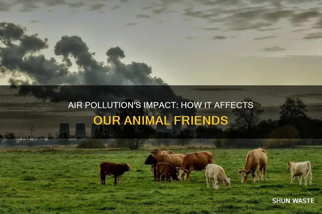 what can air pollution do to animals