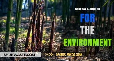 Bamboo's Eco-Power: Sustainable Solutions for a Greener Planet