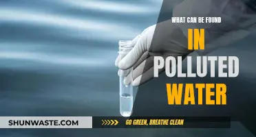 Unveiling the Hidden Dangers: What lurks in Polluted Water