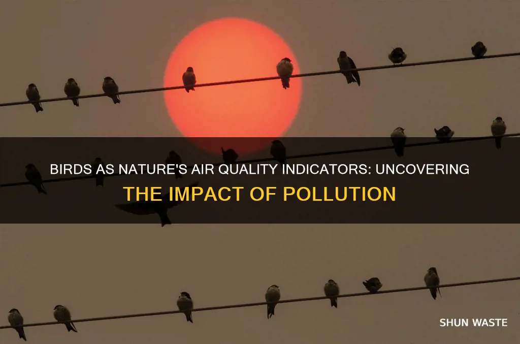 what can birds tell us about air pollution