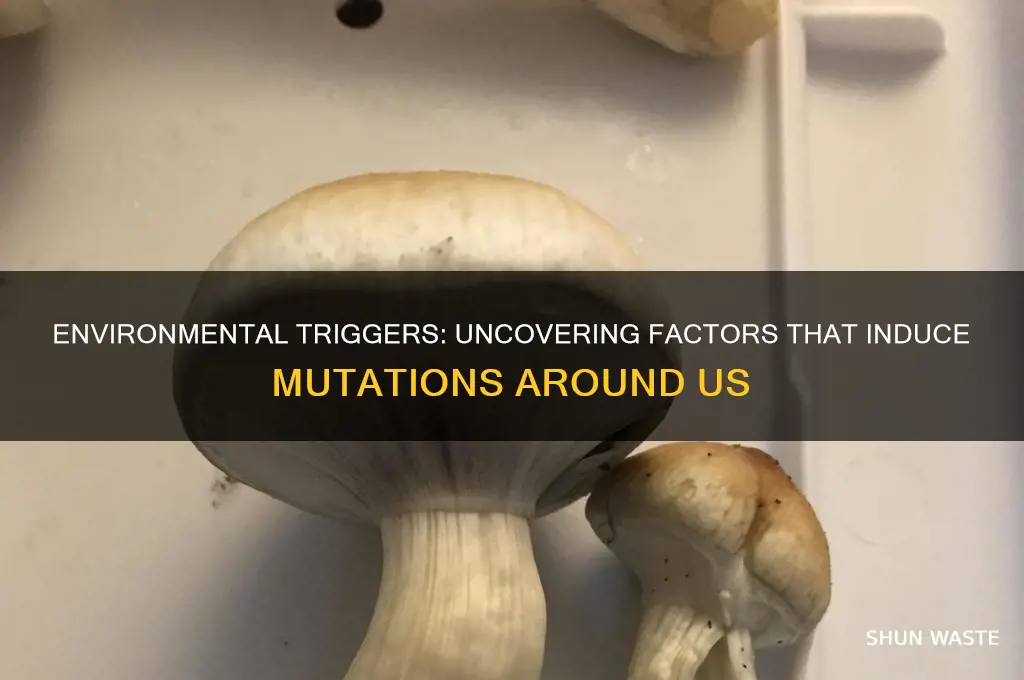 what can cause mutation in my environment