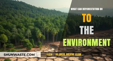 Devastating Impacts of Deforestation on Ecosystems and Global Climate