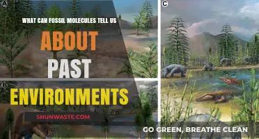 Fossil Molecules: Unveiling Ancient Climates and Ecosystems' Secrets