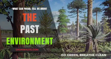 Fossil Clues: Unveiling Ancient Environments and Earth's History