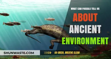 Fossil Clues: Unveiling Ancient Environments and Earth's Past Secrets