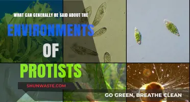 Exploring Protist Habitats: Diverse Environments and Adaptations of Microscopic Organisms