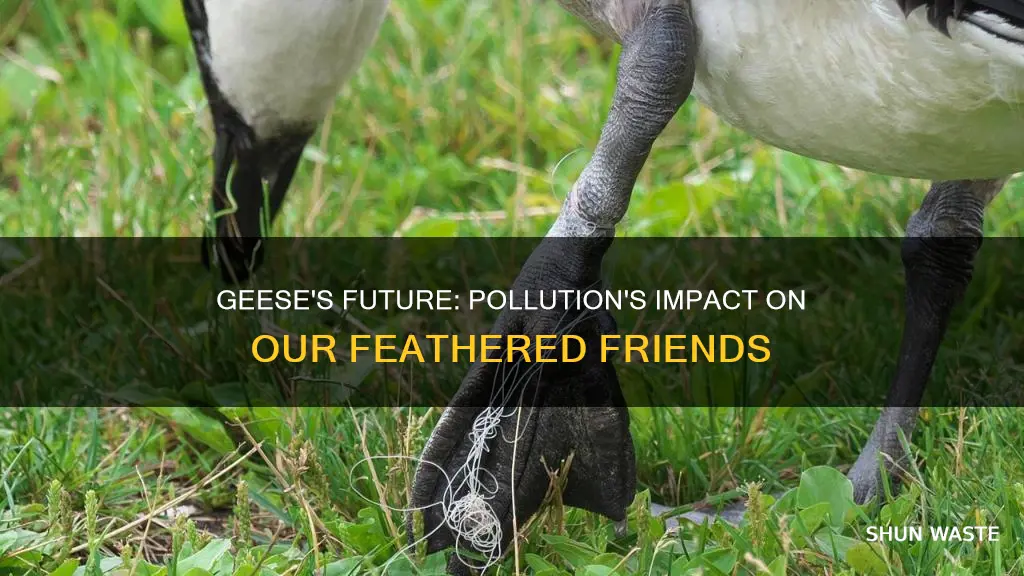 what can happen to geese if we keep polluting