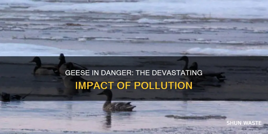 what can happen to geese if we keep polluting