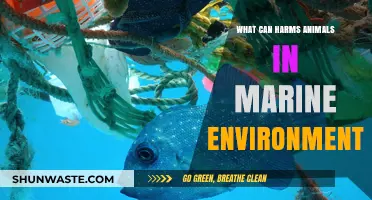 Threats to Marine Life: Identifying Harmful Factors in Ocean Ecosystems