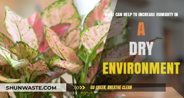 Boost Humidity Naturally: Effective Ways to Combat Dry Environments
