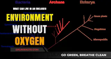 Anaerobic Life: Exploring Organisms Thriving in Oxygen-Free Enclosed Ecosystems