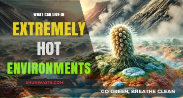 Surviving the Heat: Extreme Thermophiles and Hot Environment Dwellers