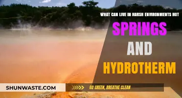Extreme Life: Organisms Thriving in Hot Springs and Hydrothermal Vents