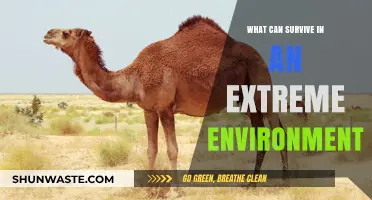 Extreme Survival: Unbelievable Organisms Thriving in Harshest Environments on Earth