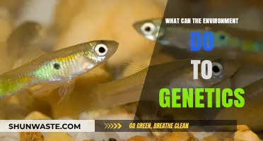 How Environmental Factors Shape and Influence Genetic Expression and Evolution