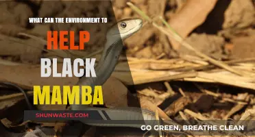 Supporting Black Mambas: Environmental Strategies for Conservation and Survival