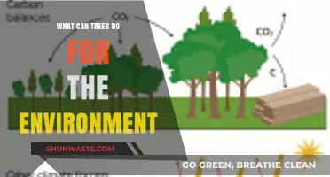 How Trees Combat Climate Change and Revitalize Ecosystems Naturally