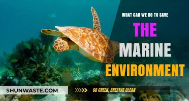 Protecting Our Oceans: Actionable Steps to Save Marine Life and Ecosystems
