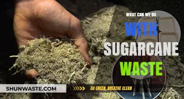 Sweet Solutions: Innovative Uses for Sugarcane Waste