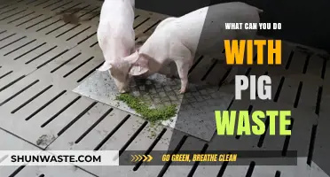Innovative Uses for Pig Waste: Turning Scraps into Resources