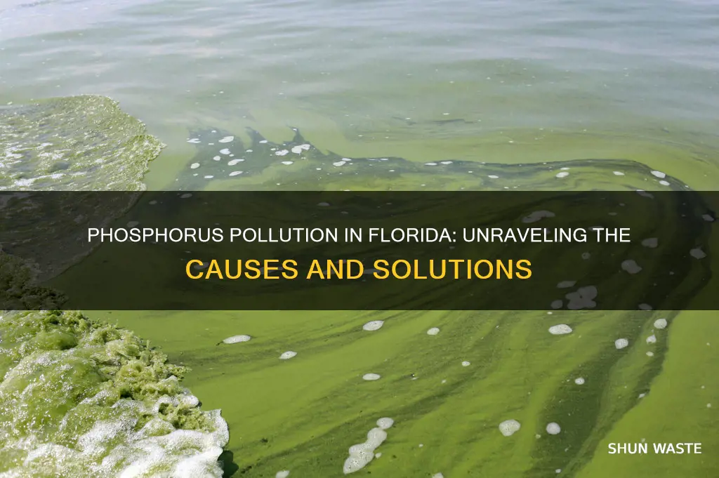 what caused an increase in phosphours pollution in florida waters