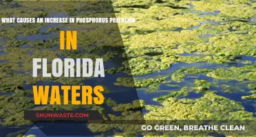 Phosphorus Pollution in Florida Waters: Uncovering the Hidden Culprits