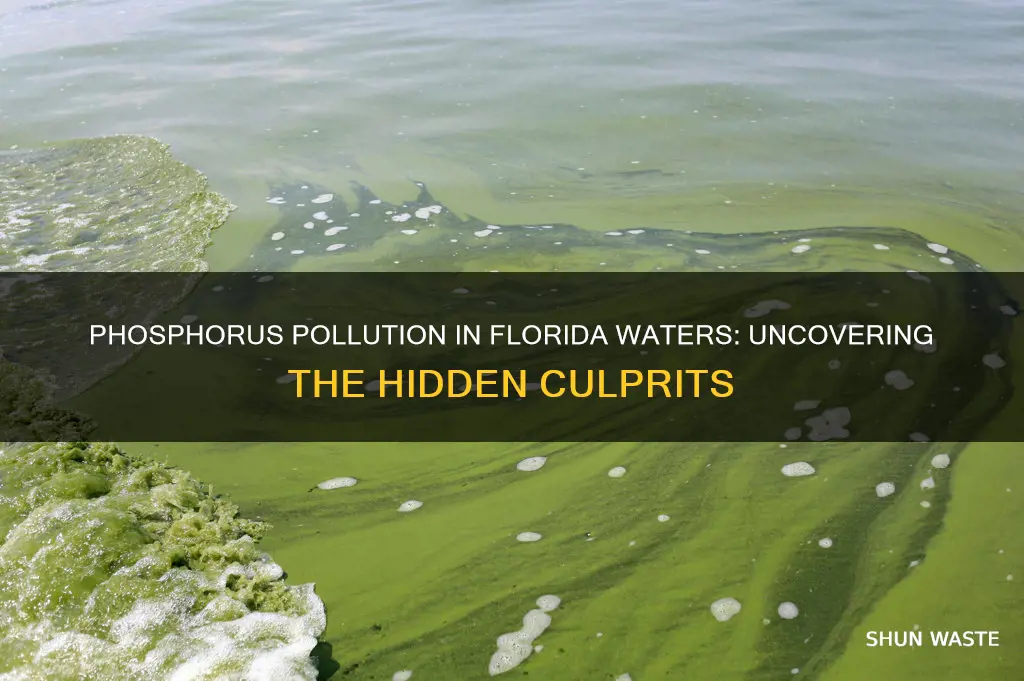 what causes an increase in phosphorus pollution in florida waters