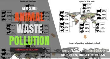 Unveiling the Sources: Animal Waste Pollution Explained