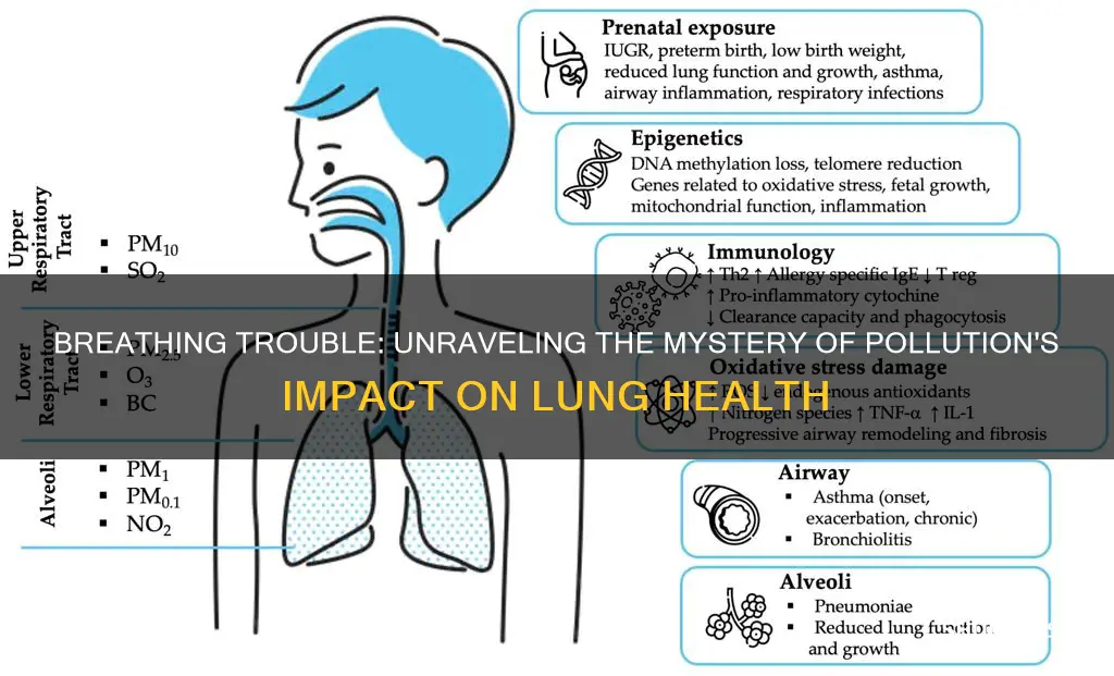 what causes breathing diseases pollution or physicall