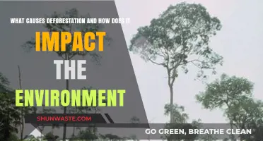 Deforestation's Root Causes and Devastating Environmental Consequences Explained