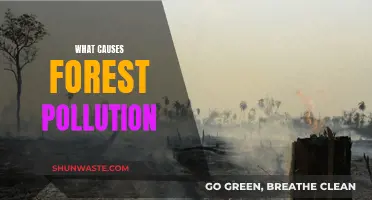 Unveiling the Hidden Causes of Forest Pollution: A Comprehensive Guide