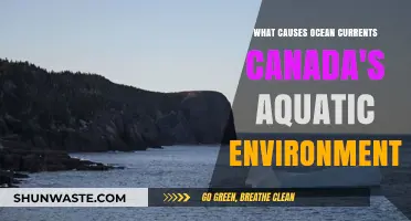 Exploring Canada's Ocean Currents: Drivers of Aquatic Ecosystems and Dynamics