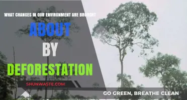 Deforestation's Impact: How Clearing Forests Alters Our Environment Dramatically