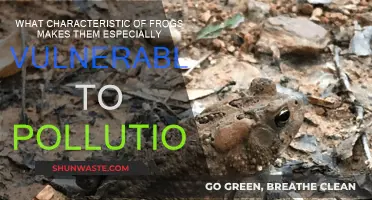 Frogs' Permeable Skin: Pollution's Easy Target
