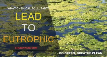 Chemical Contaminants: Understanding Eutrophication's Key Drivers