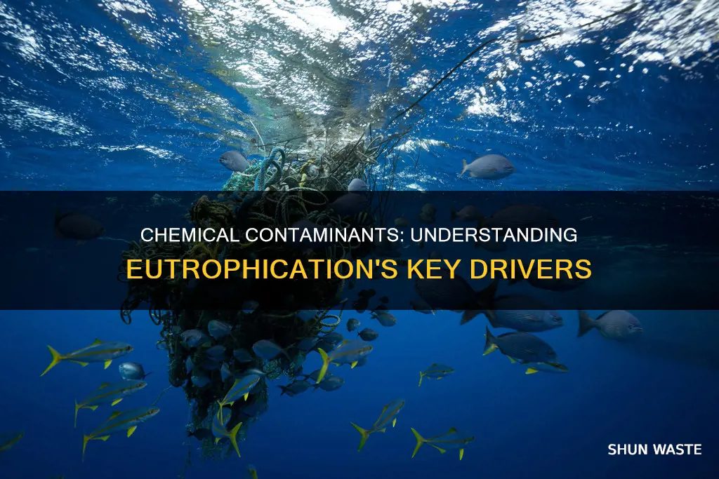what chemical pollutants lead to eutrophication
