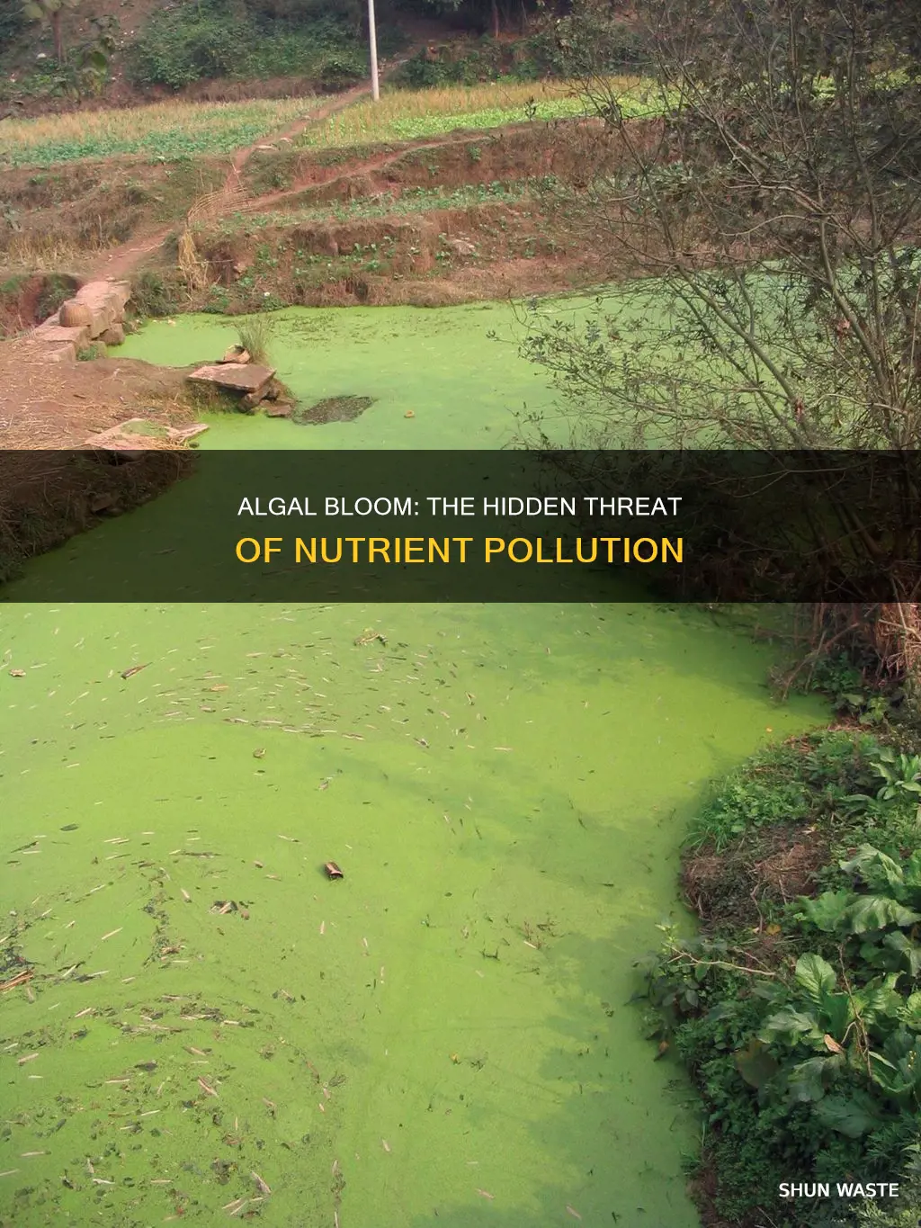 what class of pollutant can cause excessive growth of algae