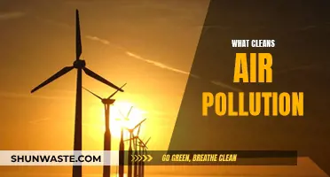 Clean Air Solutions: Nature's Air Purifiers
