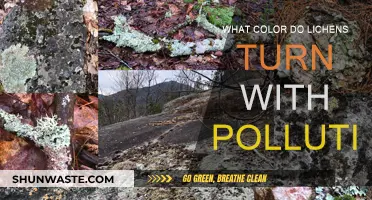 Lichen's Warning: Pollution's Color-Changing Impact