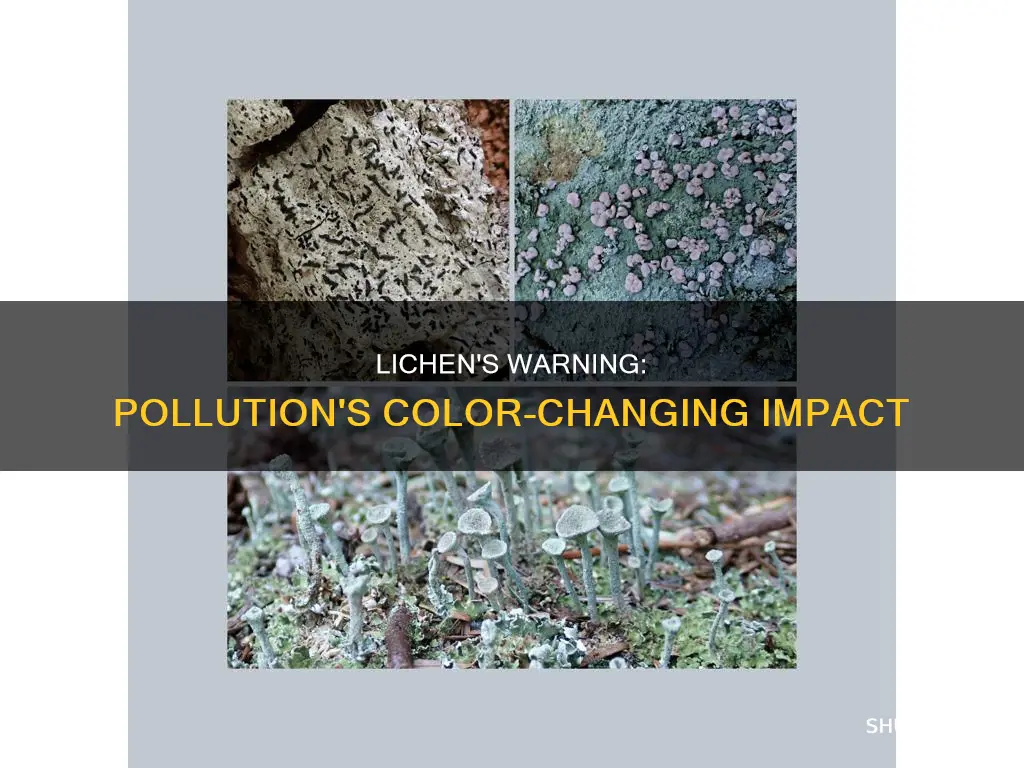 what color do lichens turn with pollution