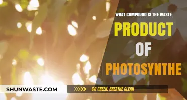 Unveiling the Surprising Waste Compound Produced by Photosynthesis