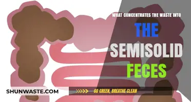 How the Colon Transforms Waste into Semisolid Feces Explained