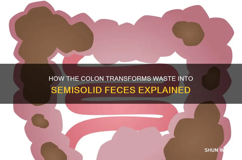 what concentrates the waste into the semisolid feces